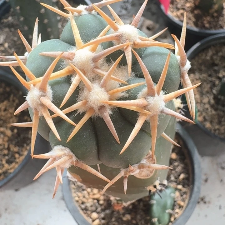 白刺翠平丸苗接仙人球