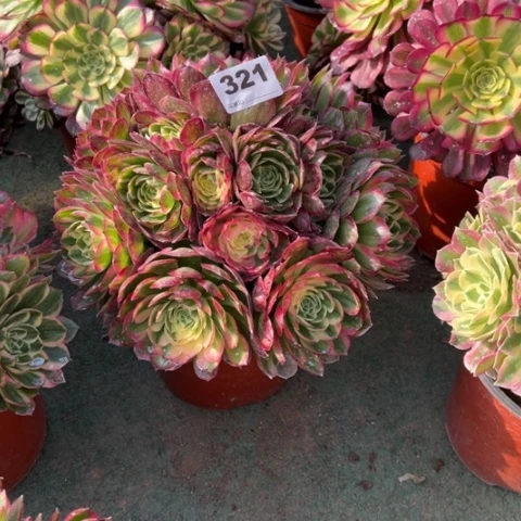 祎****祎321海王手捧多肉，