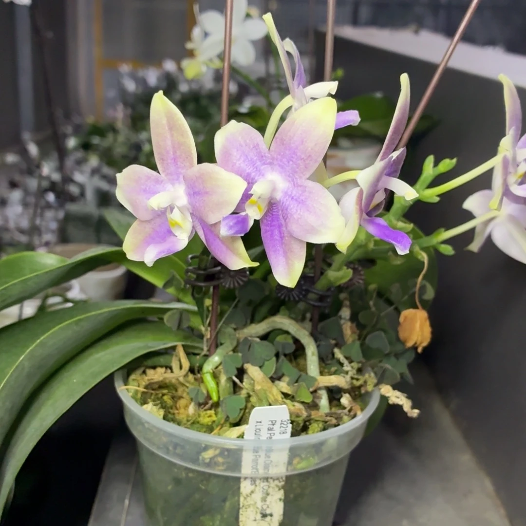 当前无花朵，栽培后可花朵l210瑕疵三寸柳林