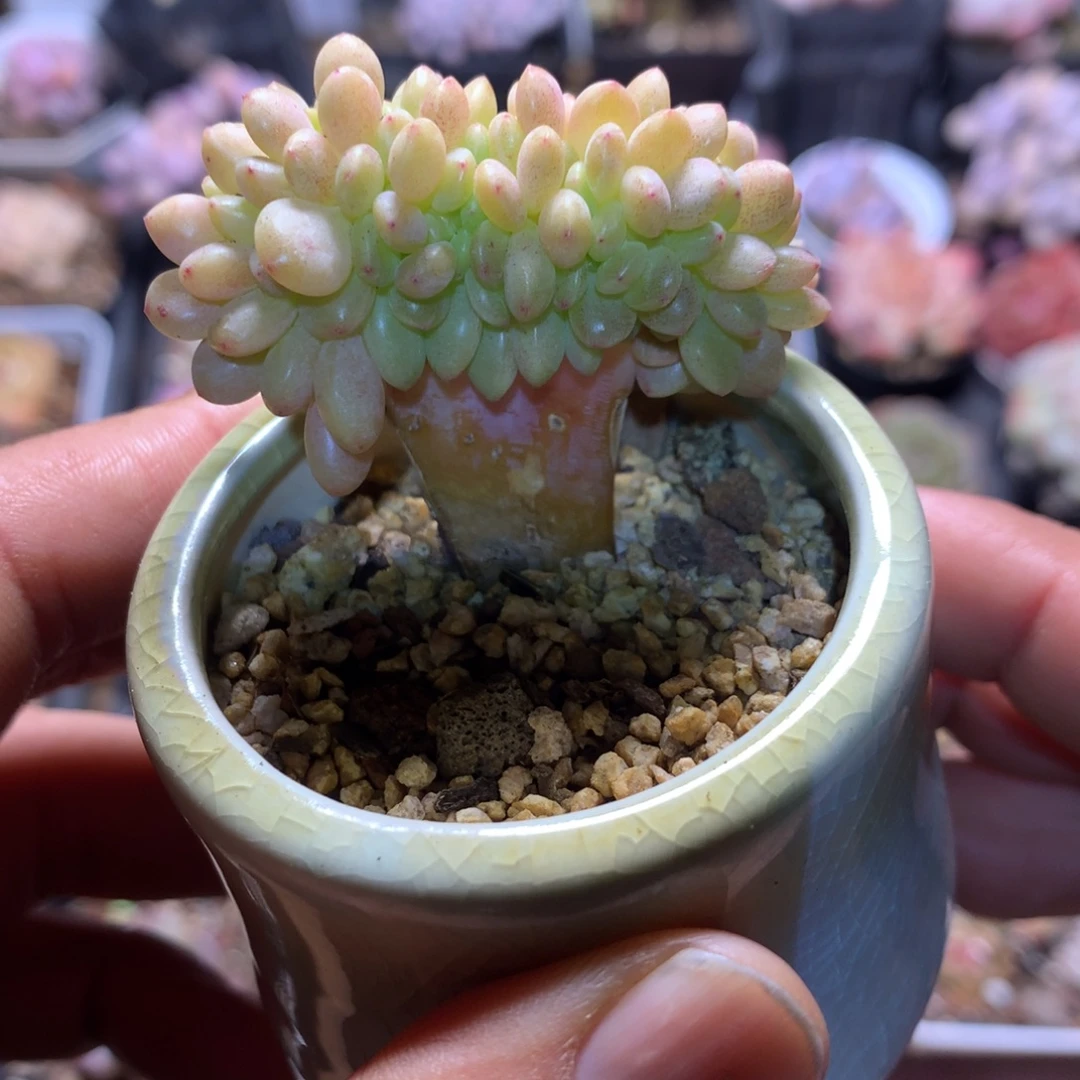 香格里拉缀一物一拍