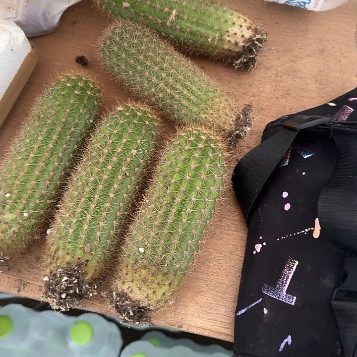 金牛时光毛花柱20得