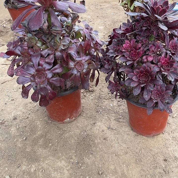 *****多肉植物法师2颗45