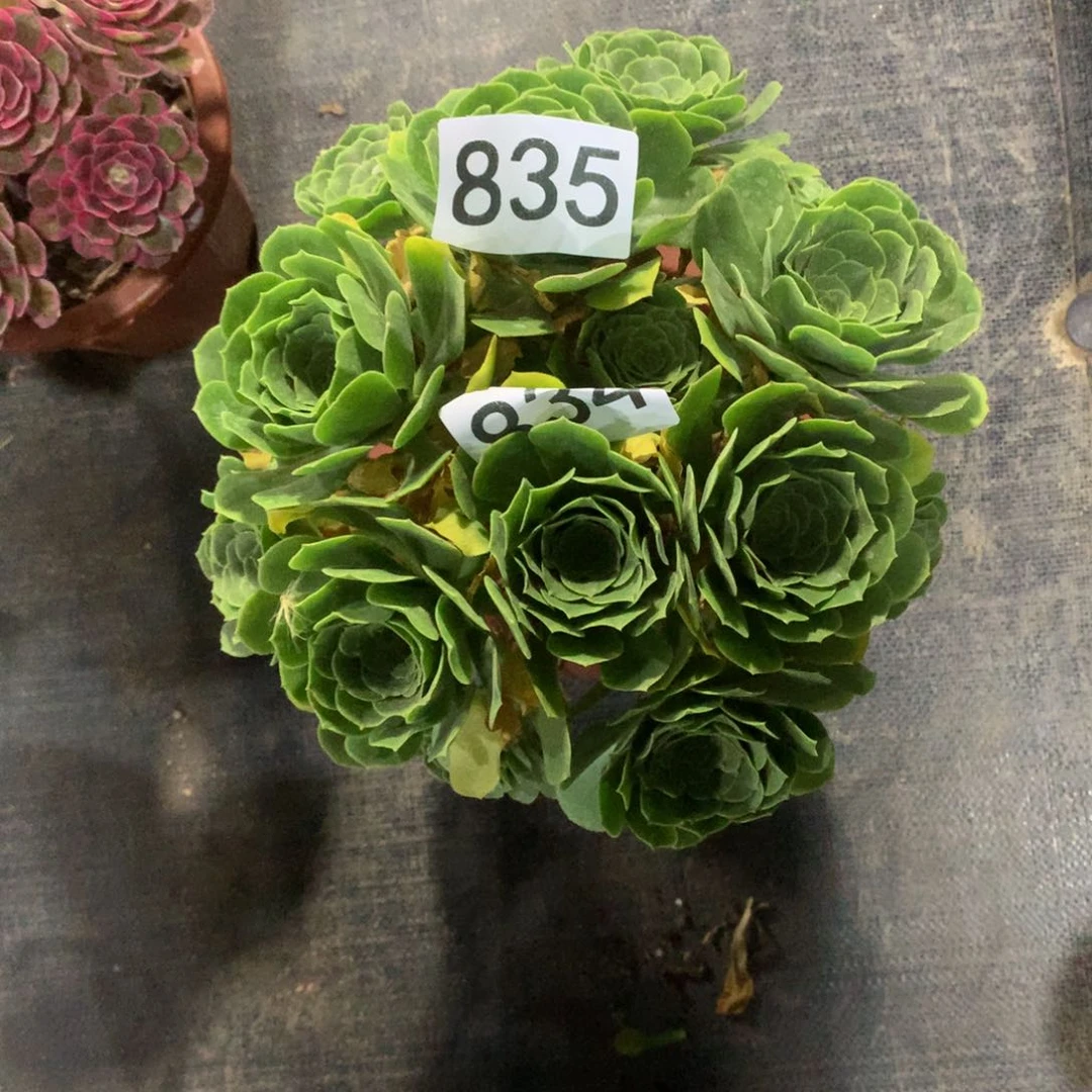 绿玫瑰835法师多肉带盆发货