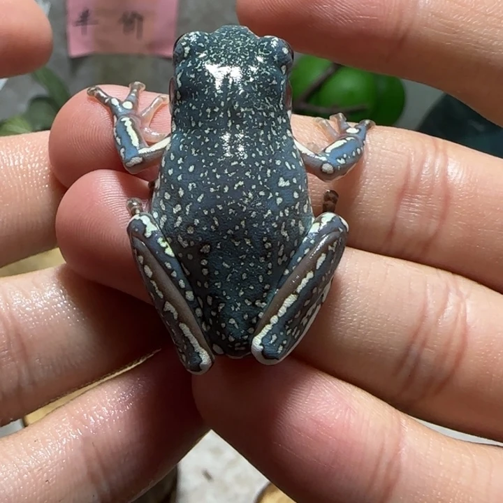 老爷树蛙7 魔鬼蓝满暴雪