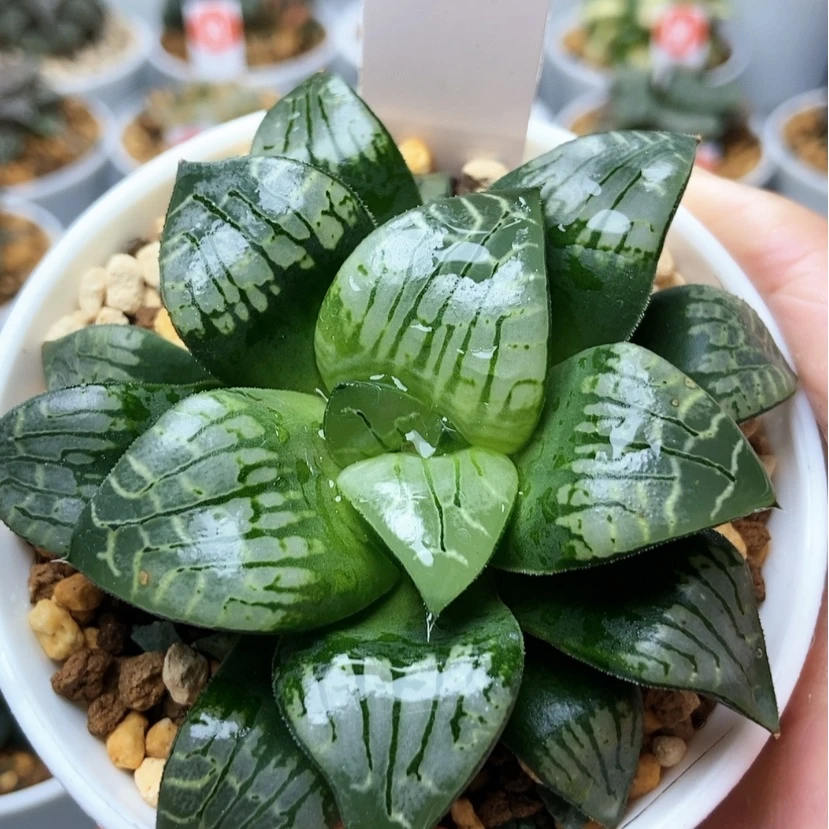 【闪购商品】画皮12