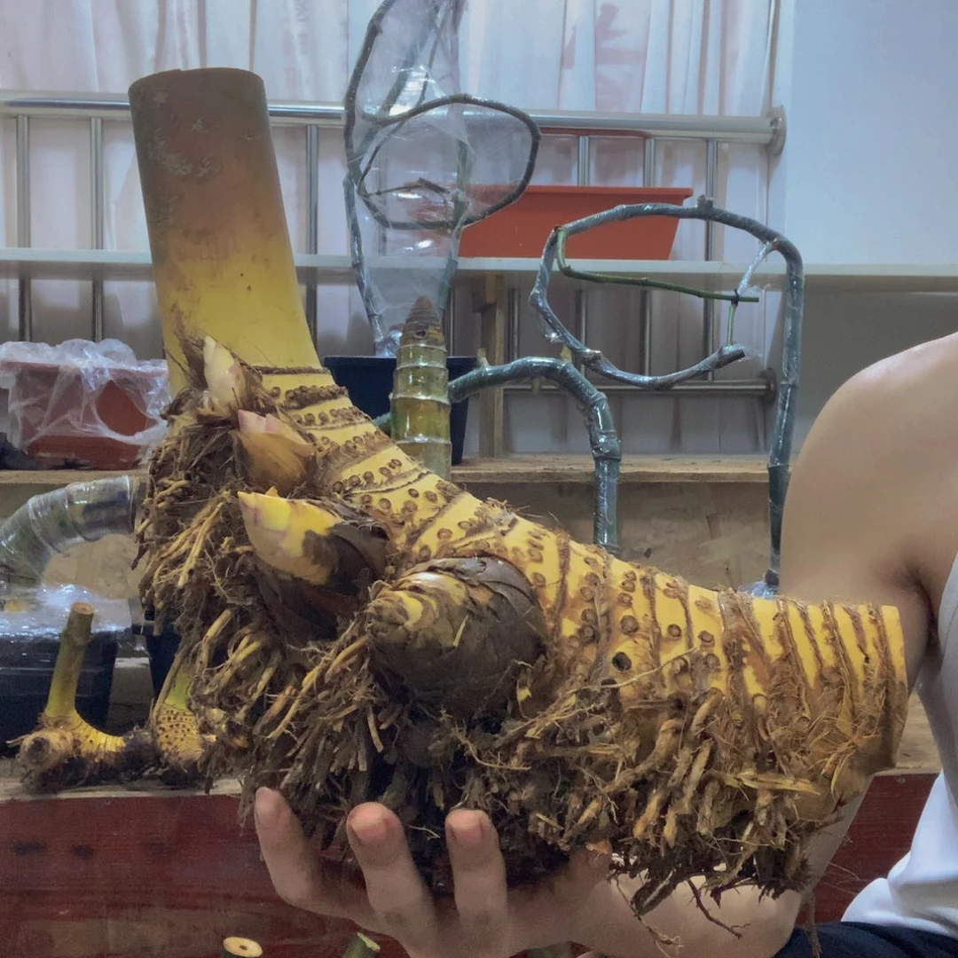无花朵小叶簕竹四季常青