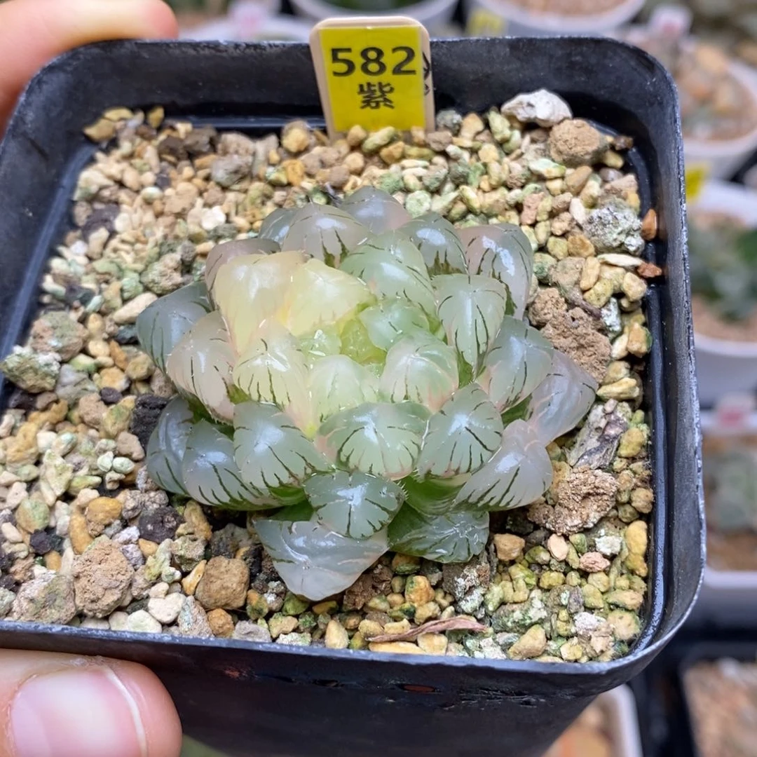 582实生玉露多肉植物