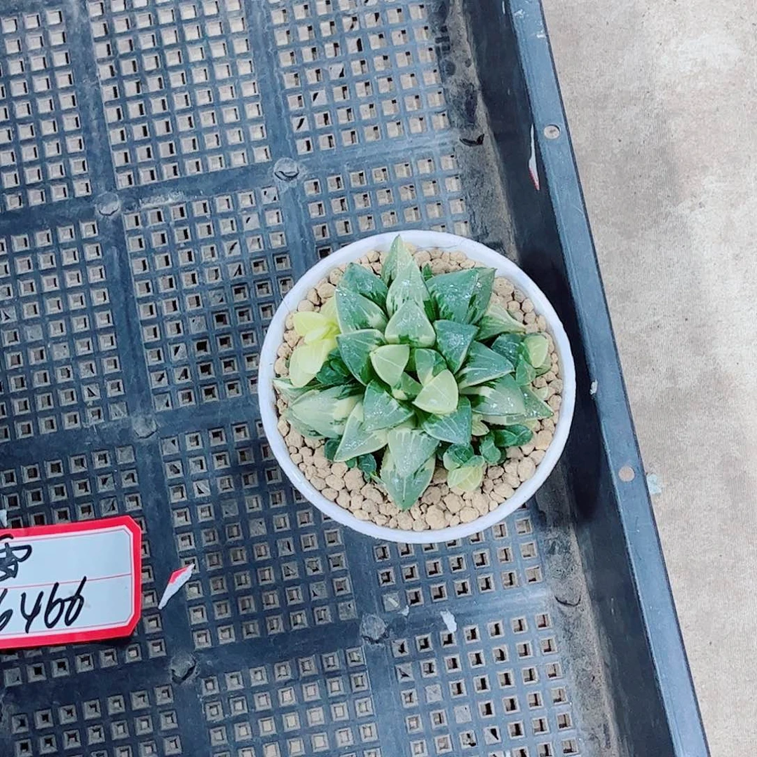 姬寿玉露一勿一拍