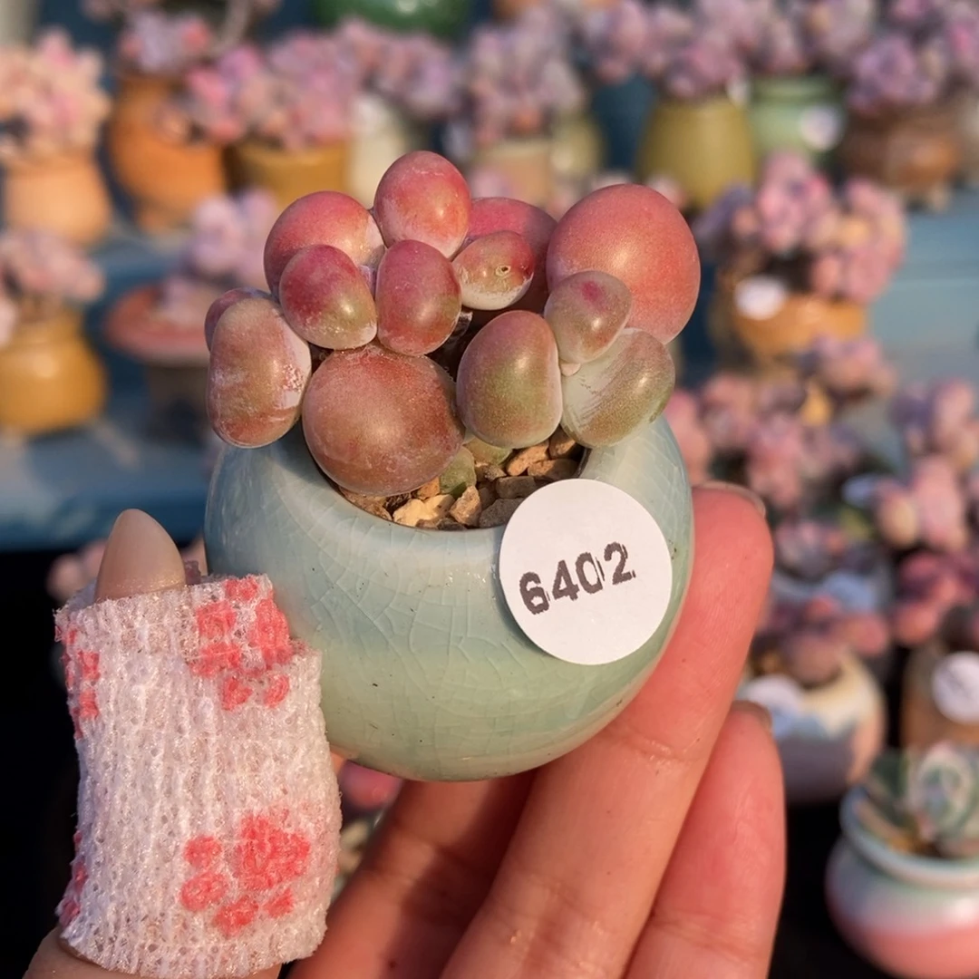 6402糖果腰子蛋缀化带盆土