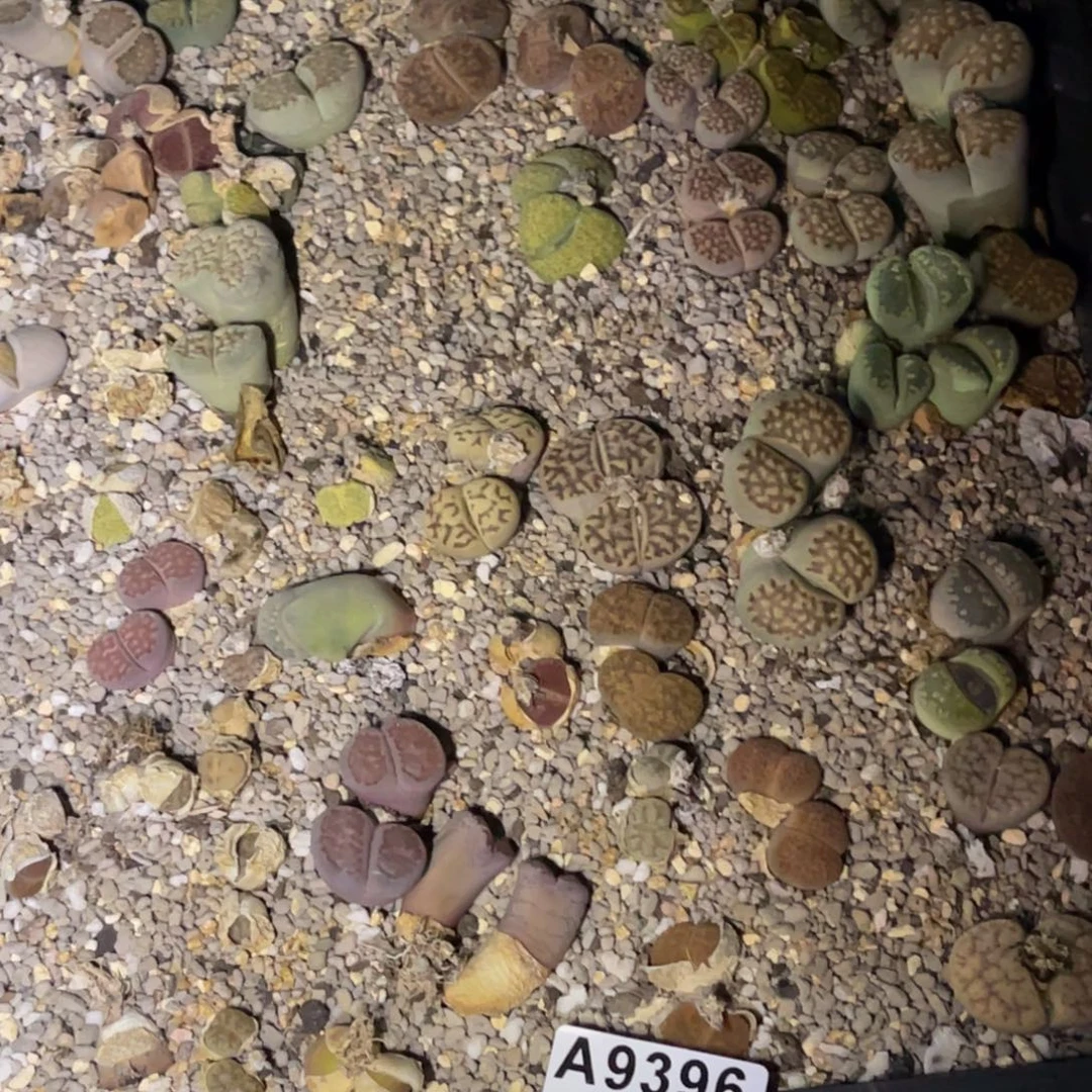 A***a9396福利筐1不售后