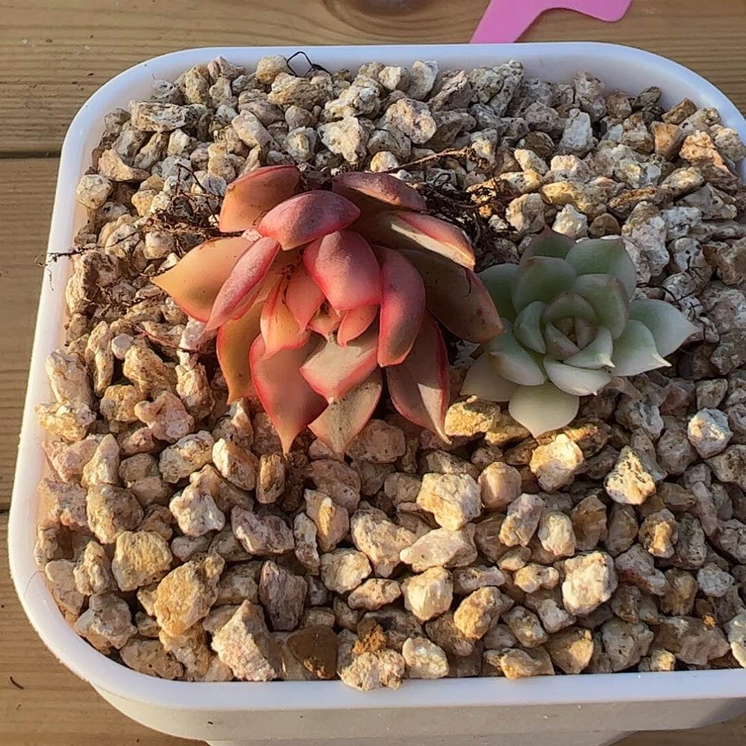 宝莲灯红锦、绿水晶锦 一物一拍