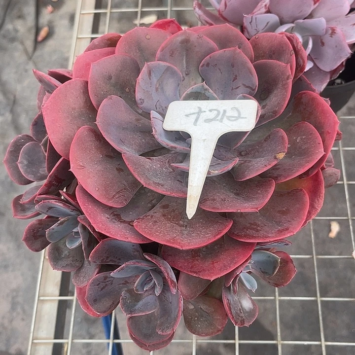 晨语多肉，一物一拍212尘埃玫瑰