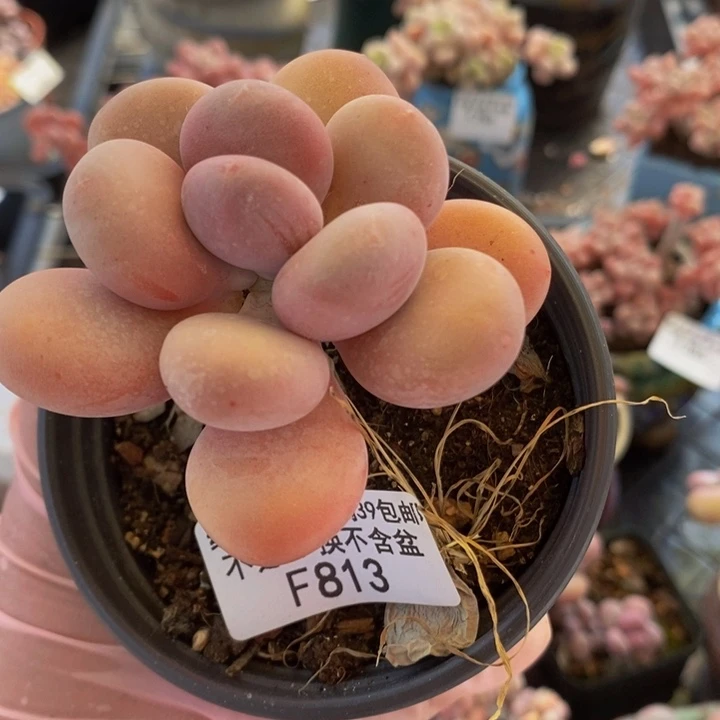 蛋黄奶单头813多肉植物