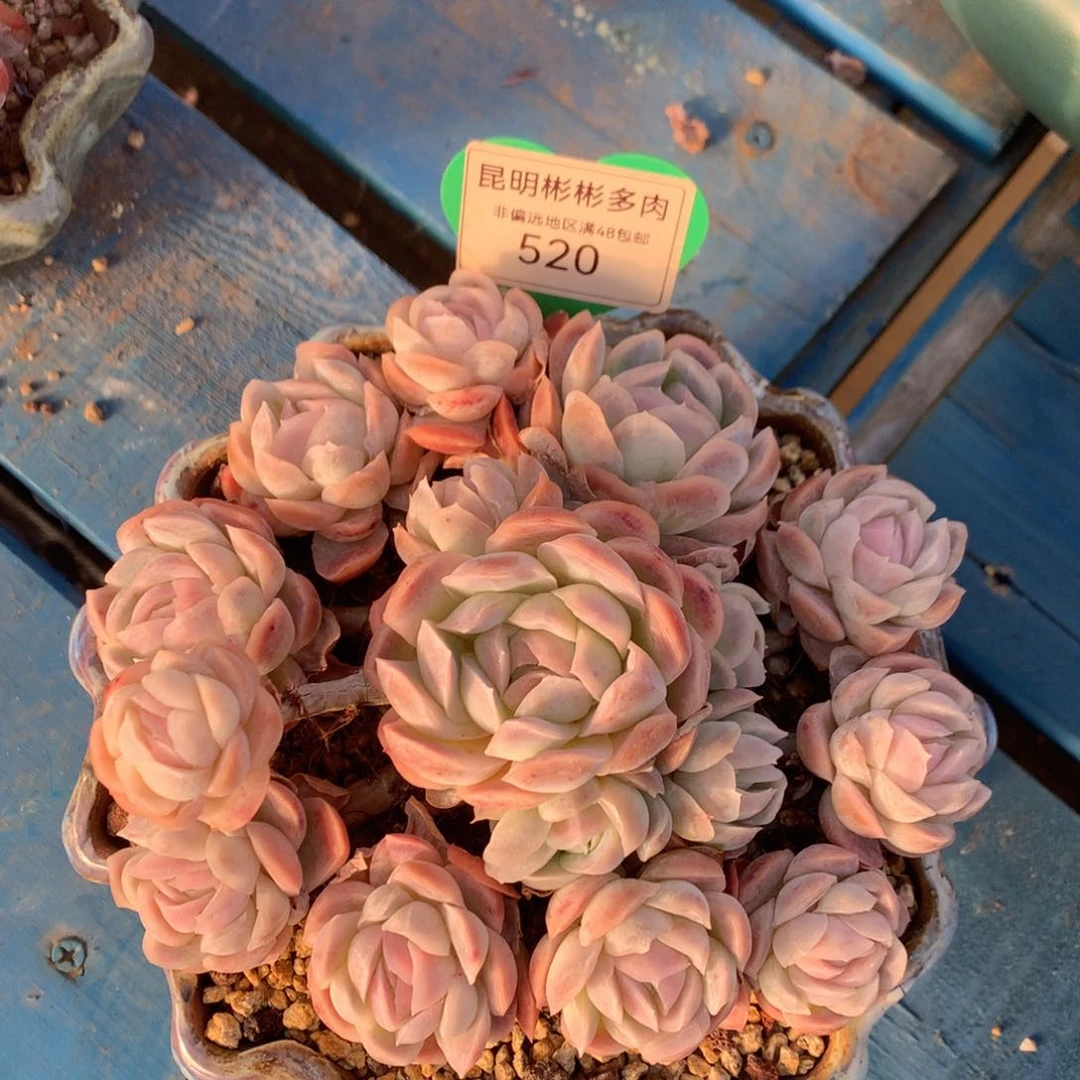 希娜老桩无砍520