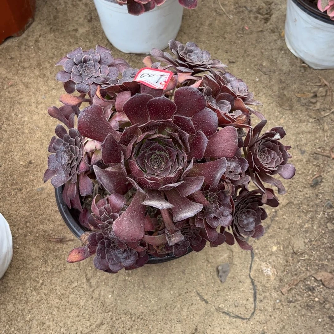 004多肉植物黑梅花