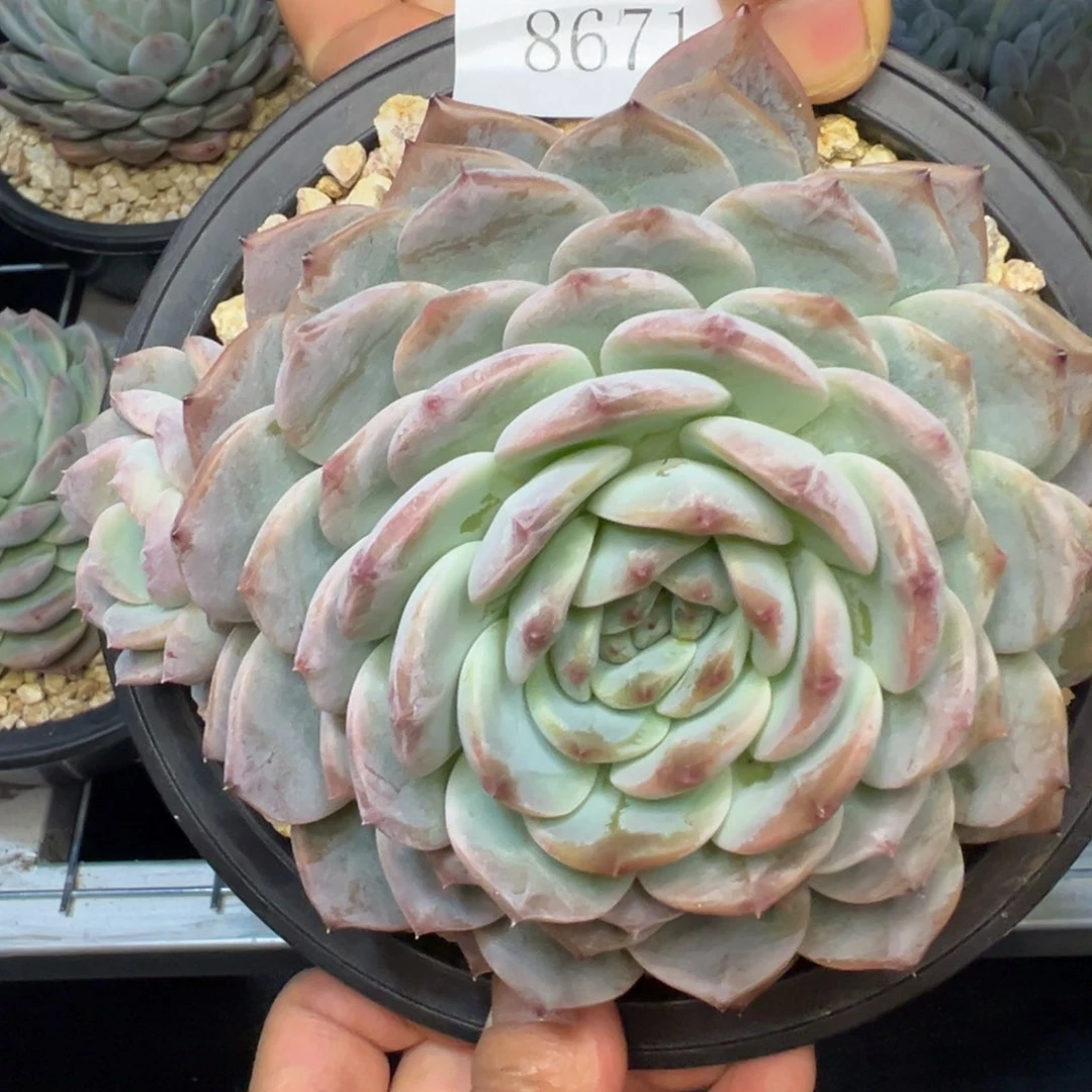 春***香8671肉多哦多哦肉多哦