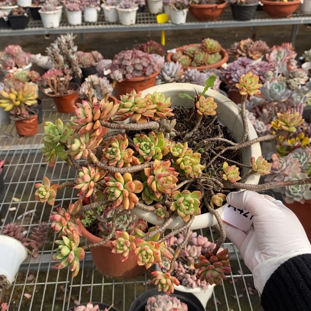 421马库斯一物一拍（有瑕疵不售后）