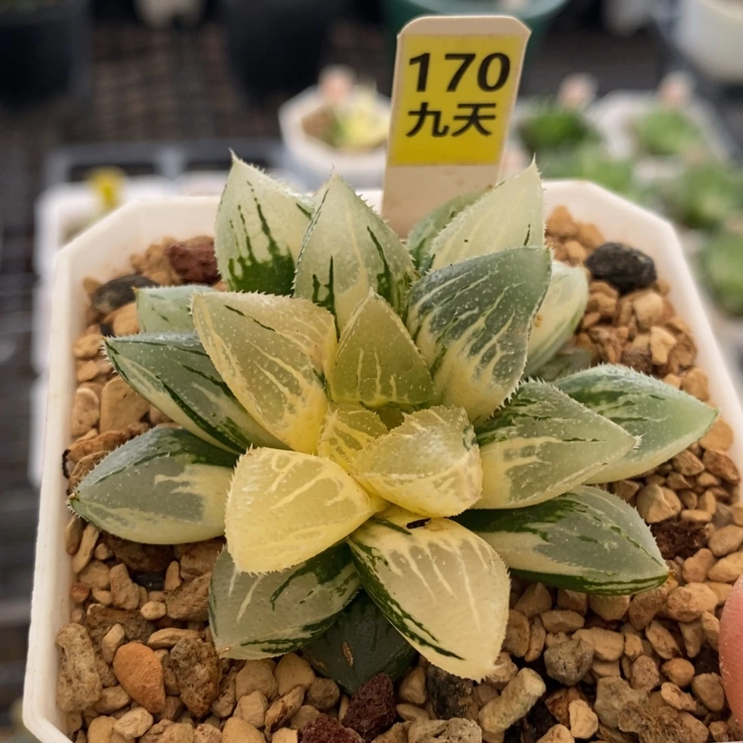 170号冰沙糖锦多肉