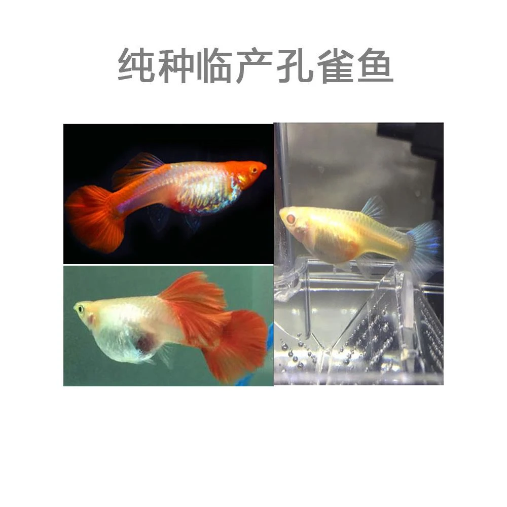【高繁殖临产孕母】纯种精品孔雀鱼临产大肚怀孕鱼苗胎生凤尾鱼