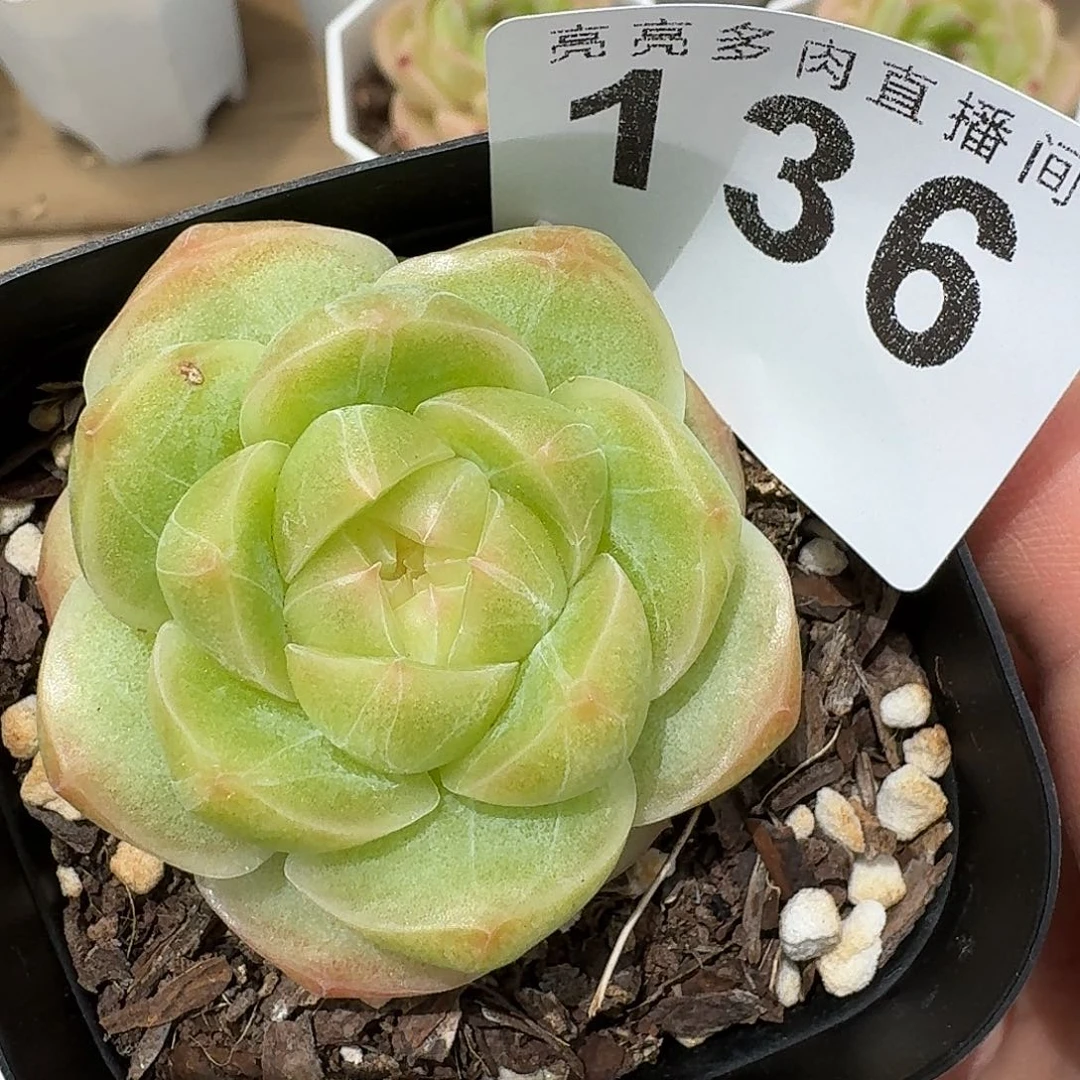 肥***桑彩体珍妮          开播福利多肉