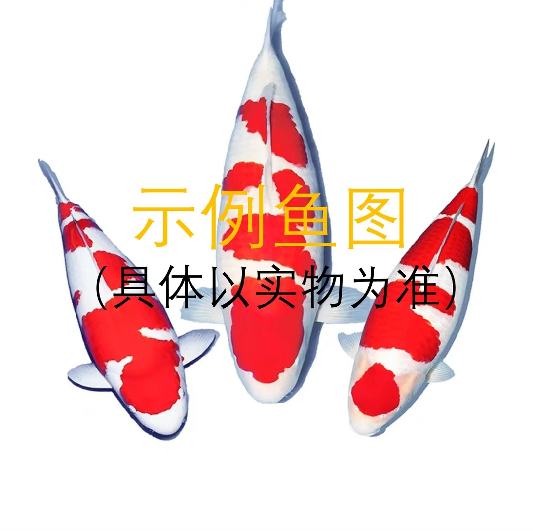 不老河甄选锦鲤活鱼