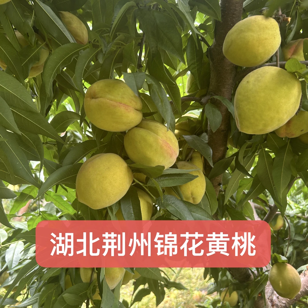 湖北锦花黄桃包邮
