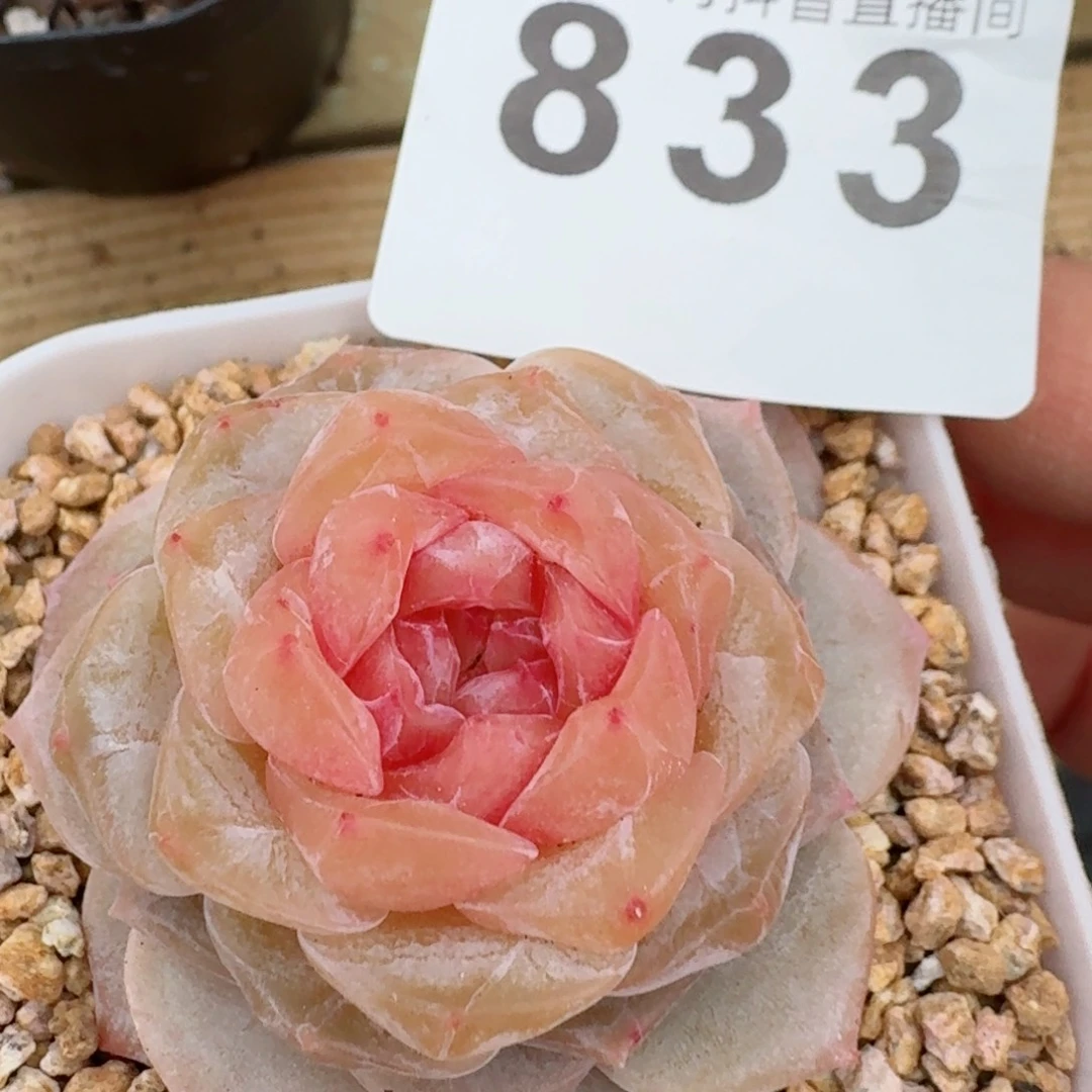 石化珍妮         精品多肉