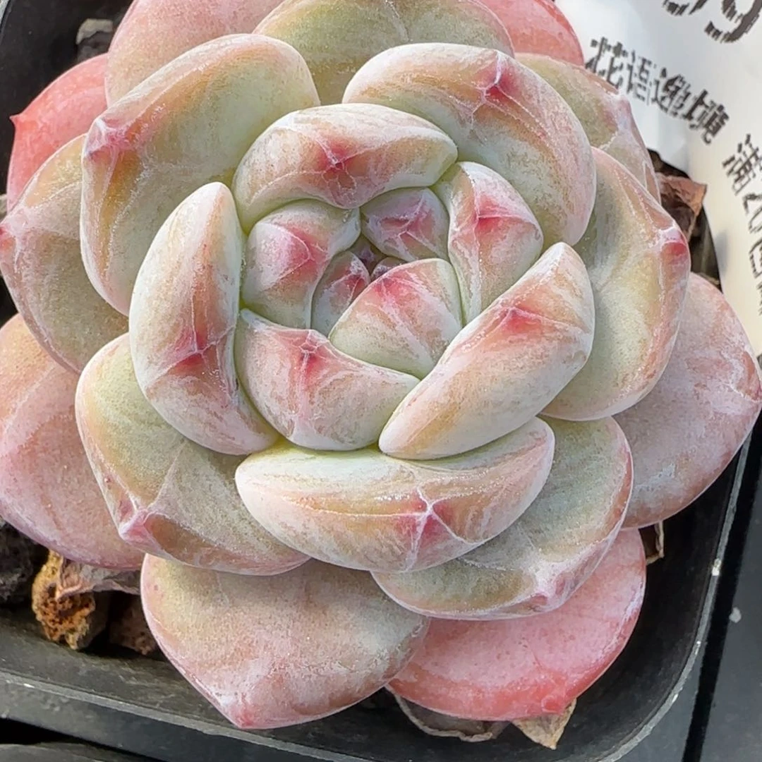 花语逸境0217-399