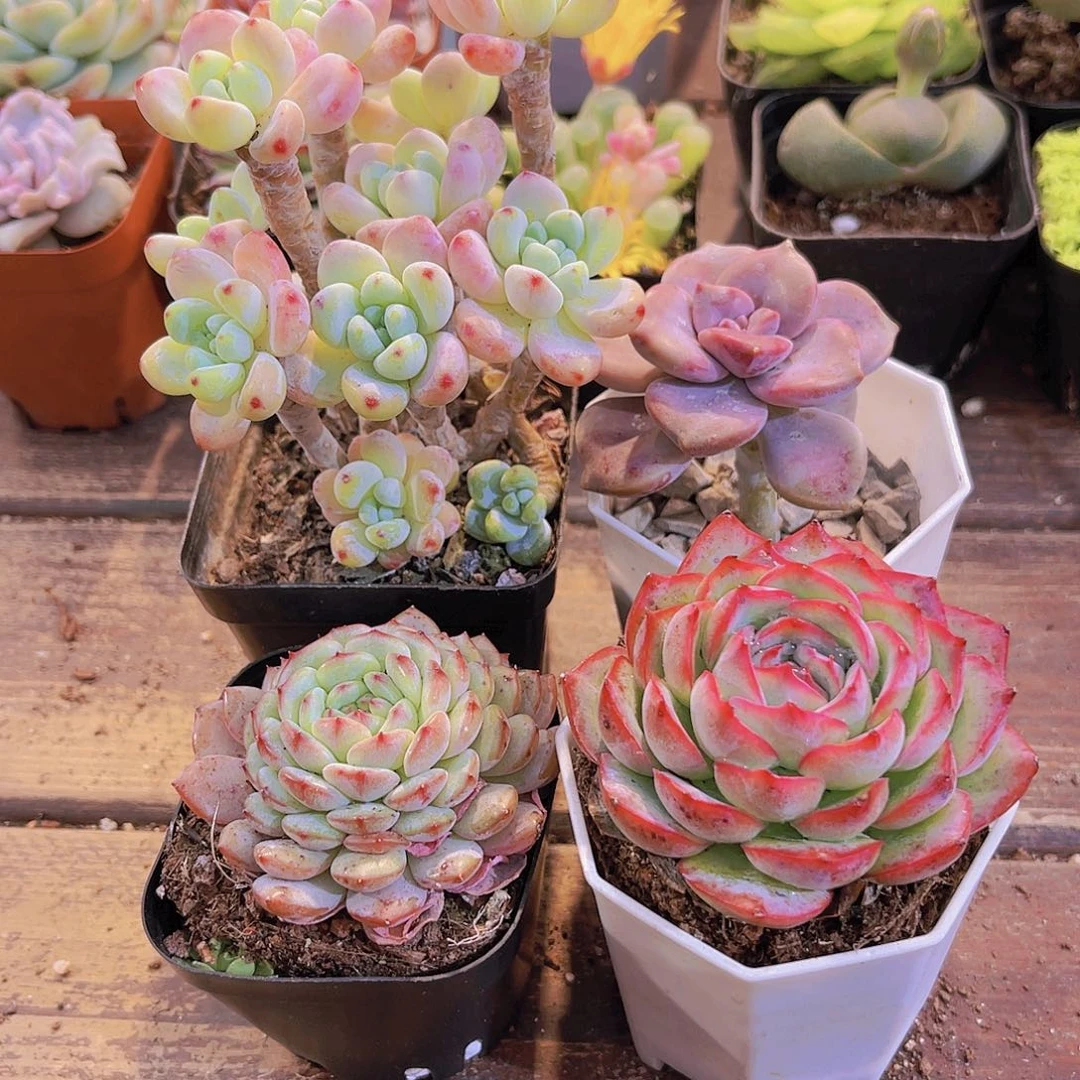 罗琦➕侧影➕白胖子➕紫乐