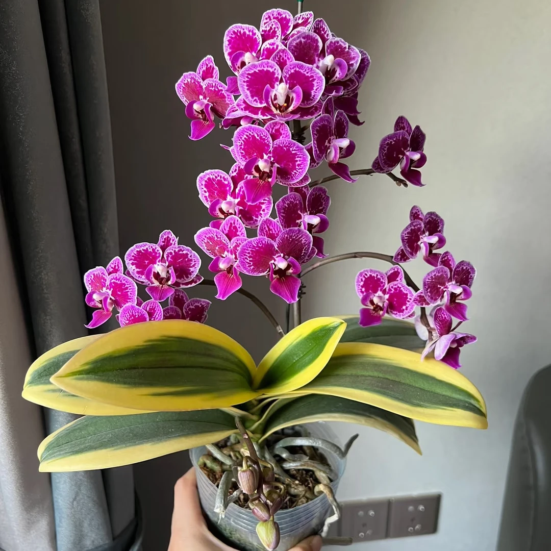 02[金边蔓越莓]高端花期超长蝴蝶兰 推荐款