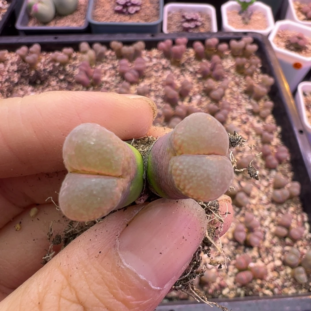 50号红风铃福利特。。。。