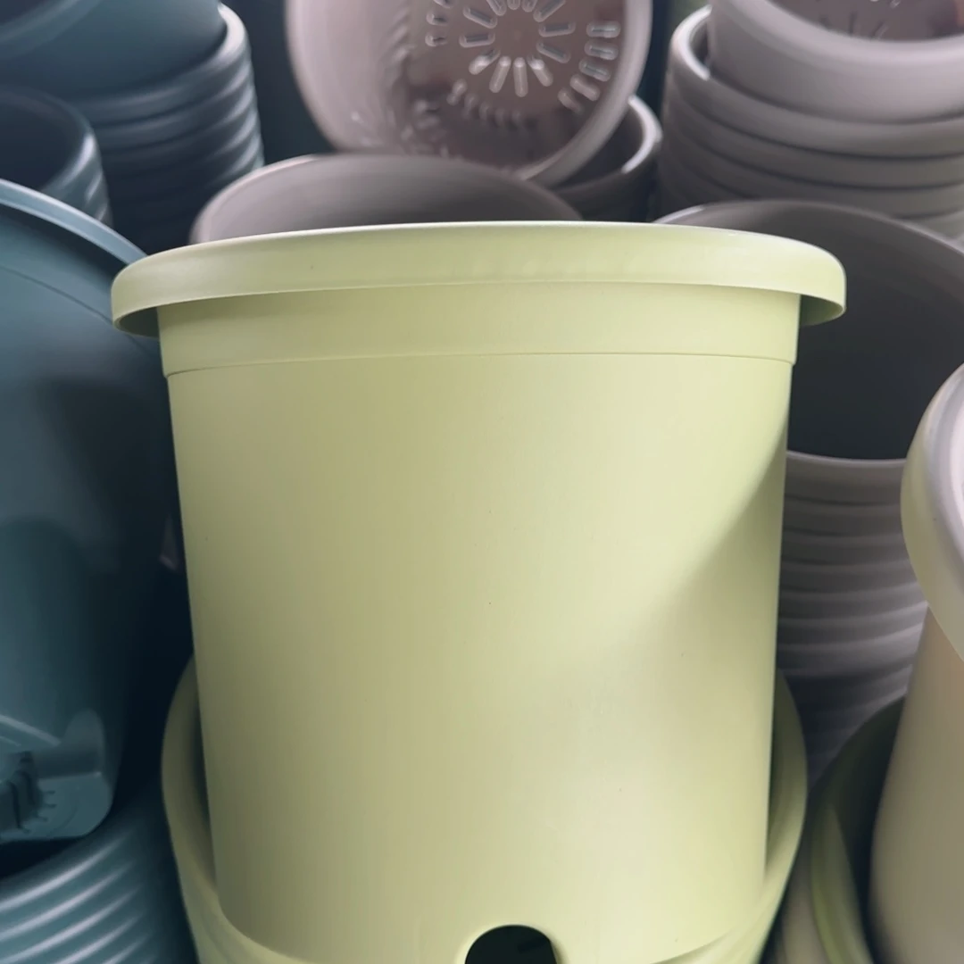 塑料四季4号果绿10个无托