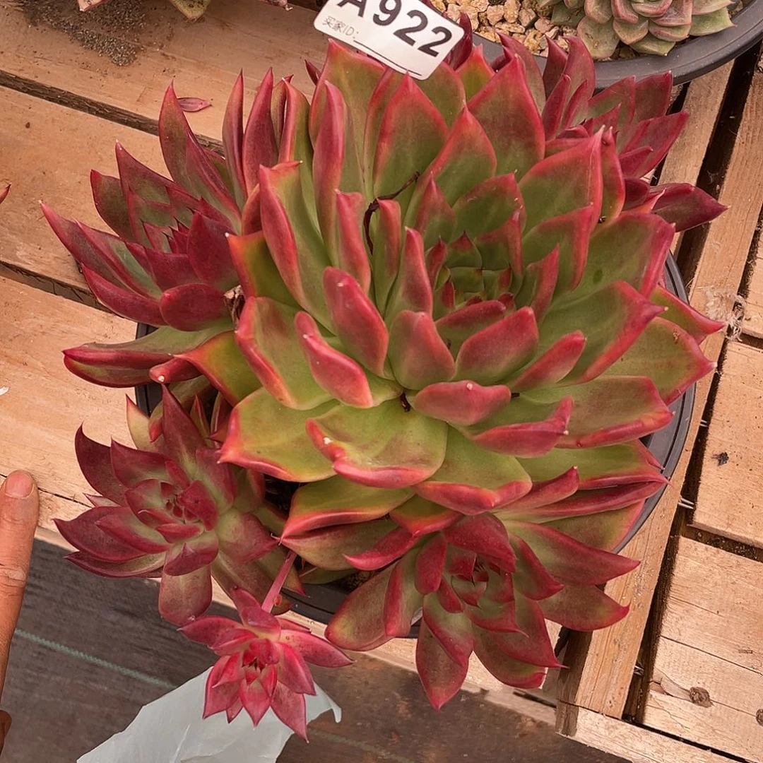 若如东云框拍A922