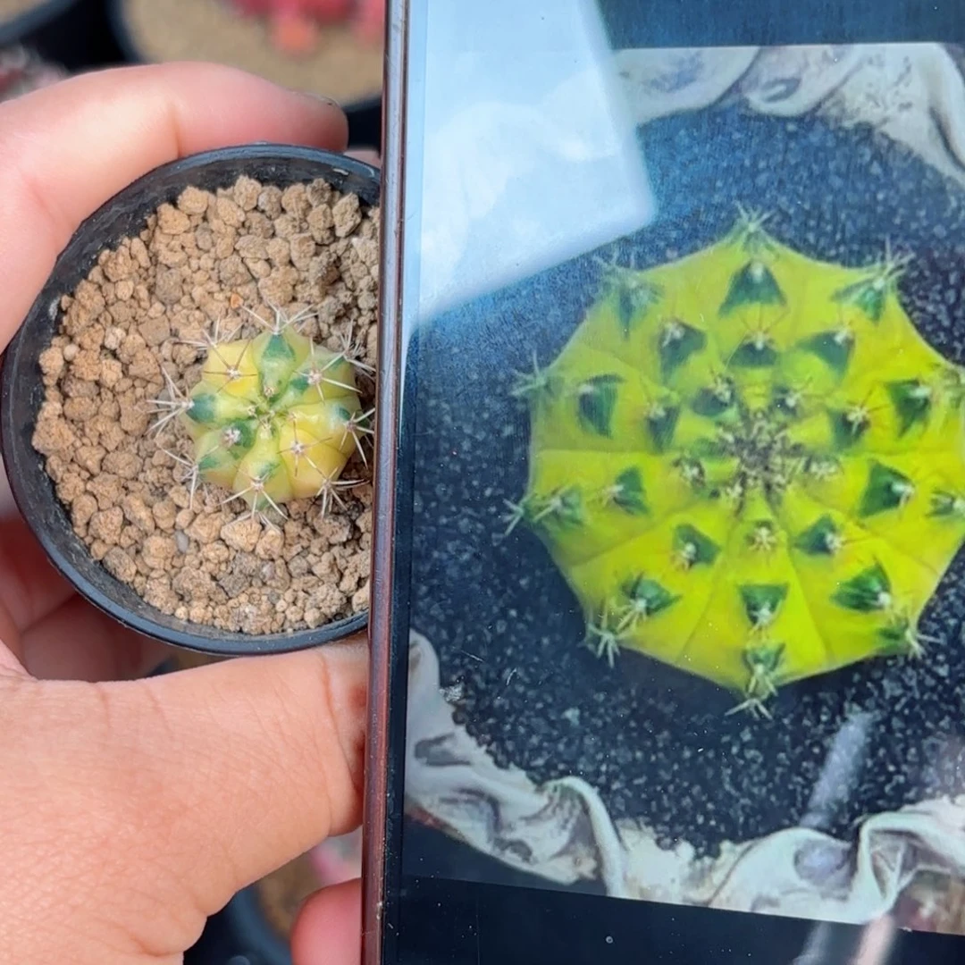 泰系米哈月亮皇冠400