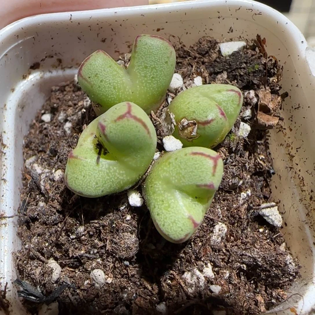 肉锥多肉植物百科31-1311