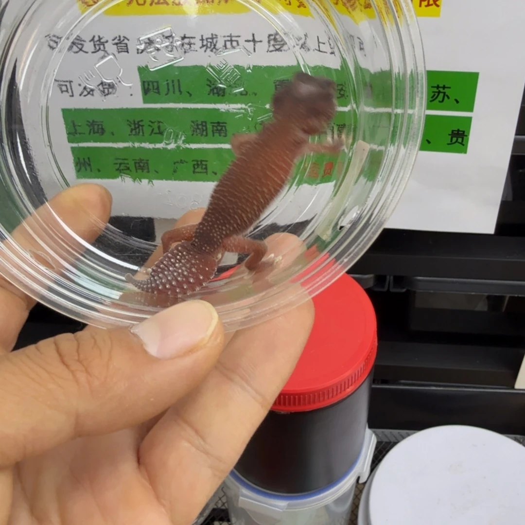 瘤尾守宫无隐白 公 9克 7月30生