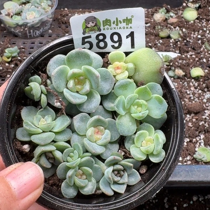 多肉植物多肉植物