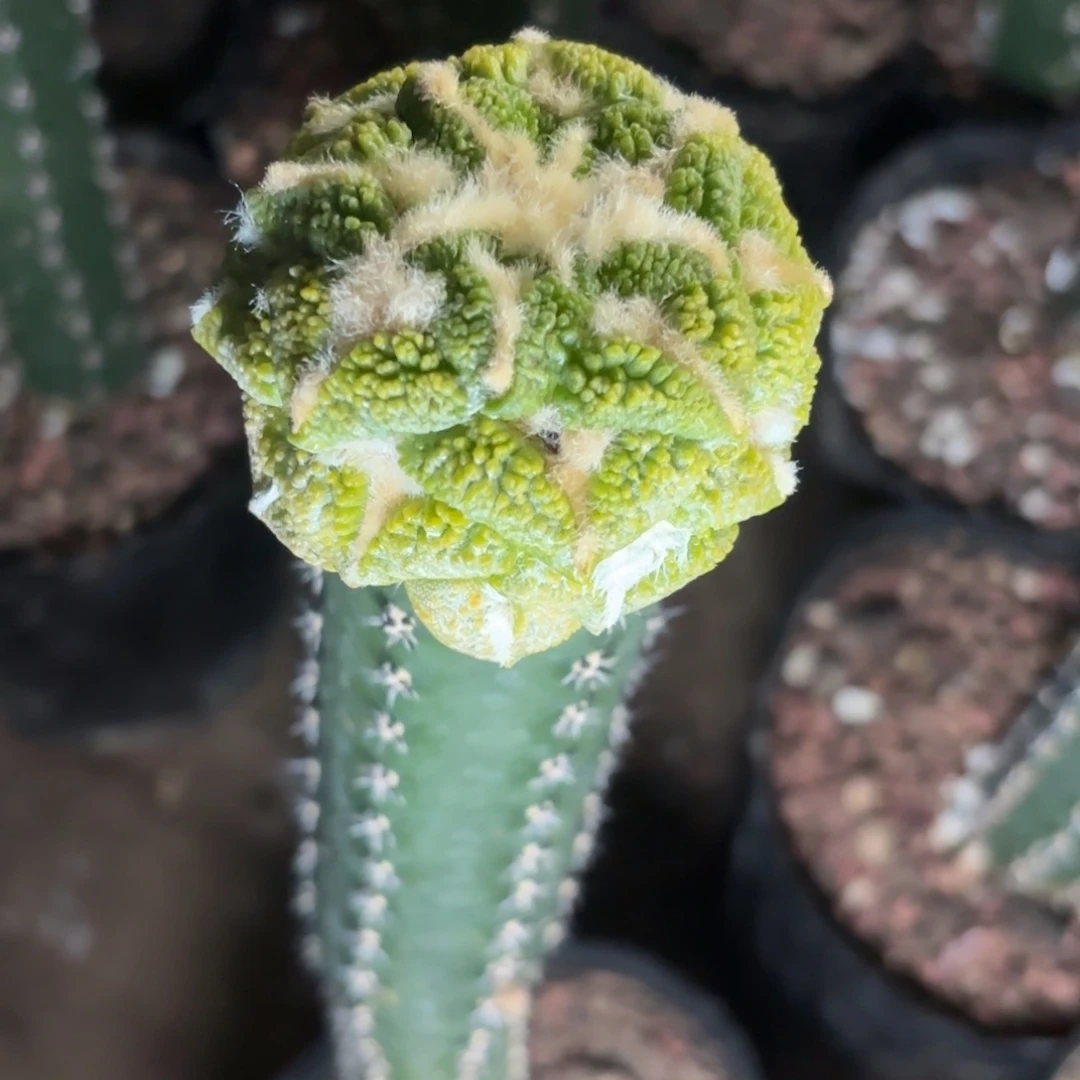 陶***子41 袖浦嫁接仙人球