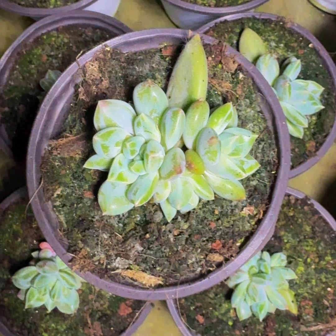 青禾美人 叶插 一物一拍