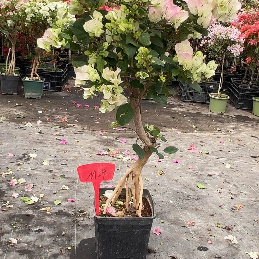 張***。大部分花苞少量开放M29绿樱