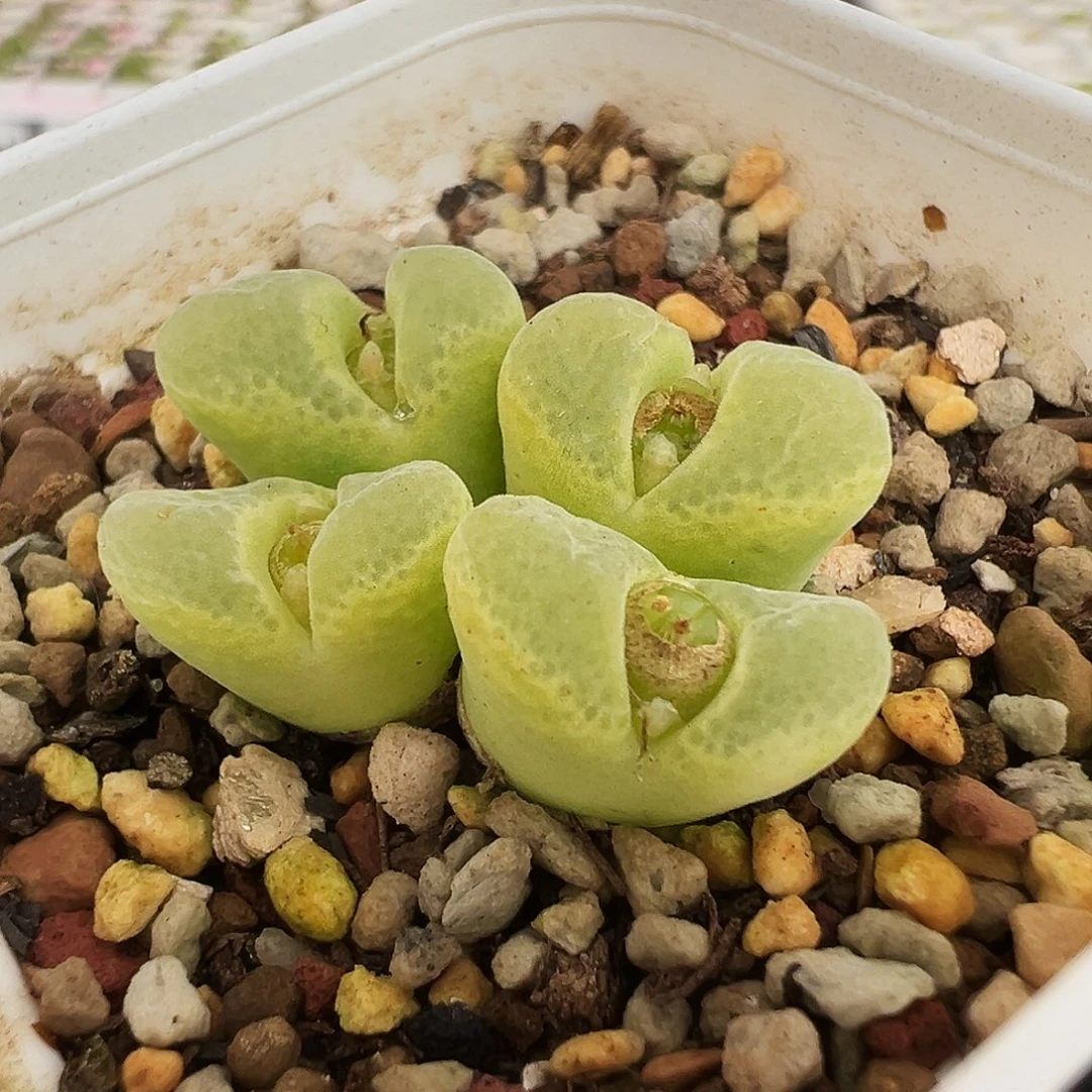 25号胖虎有伤福利特…..