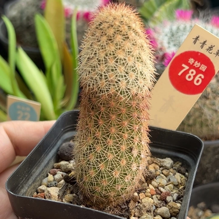 实生御旗虾一棵仙人球