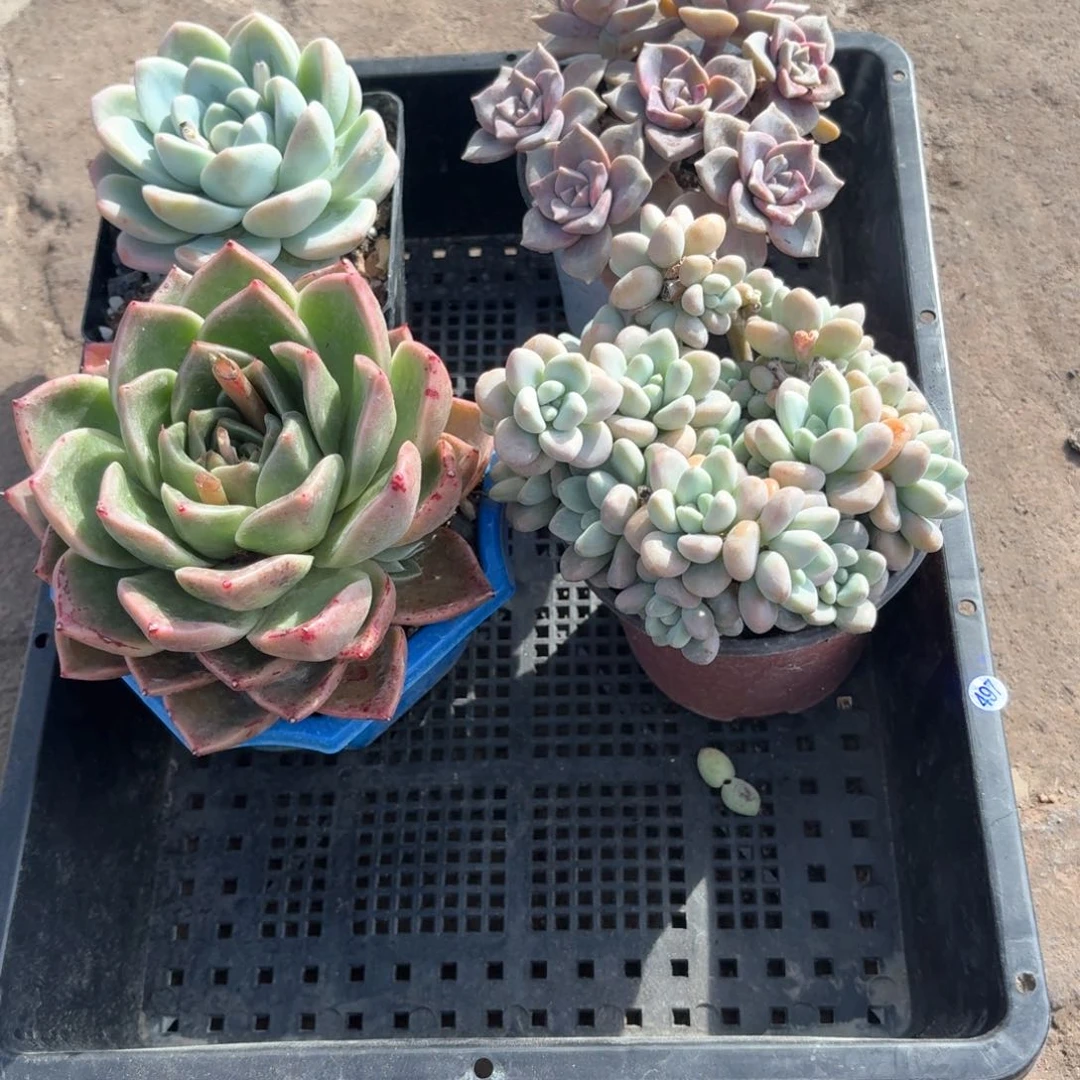 框拍一物一拍编号497