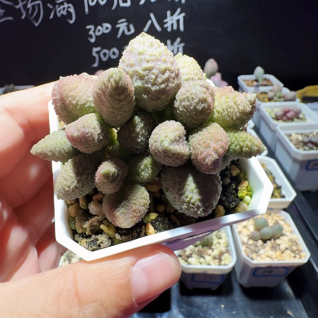 实生水泡，带盆发货，满38包邮，植物售出不退不换