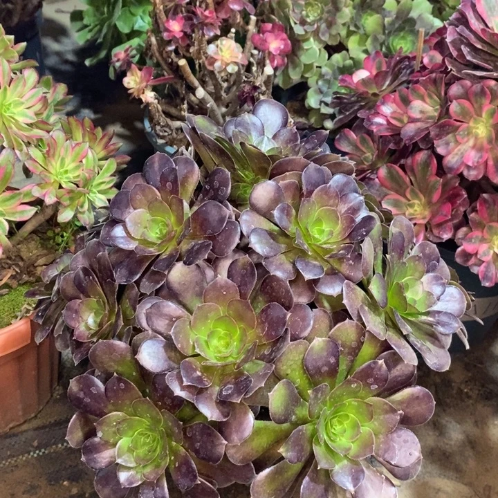 荷兰玫瑰多肉植物50