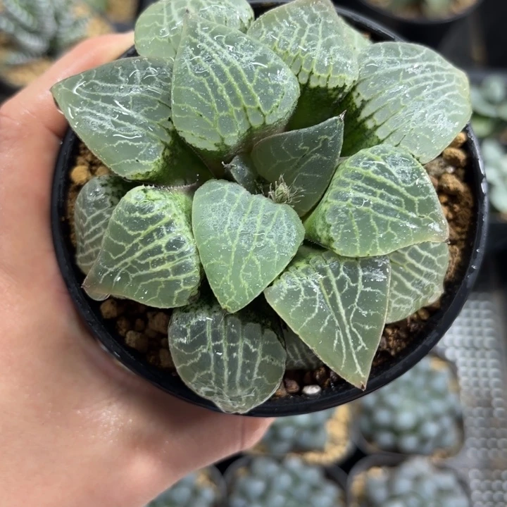 水晶康平101多肉植物