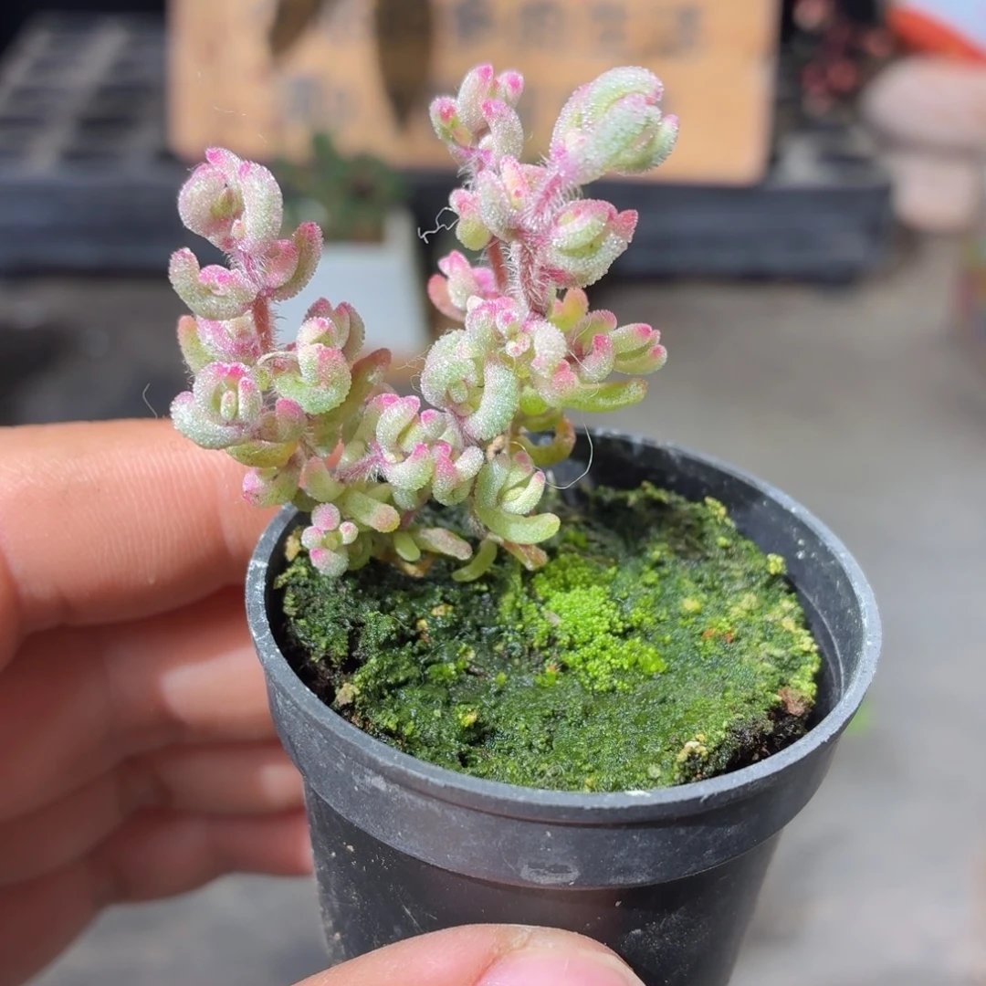 红宝石枝干锦多肉9.9包邮发货