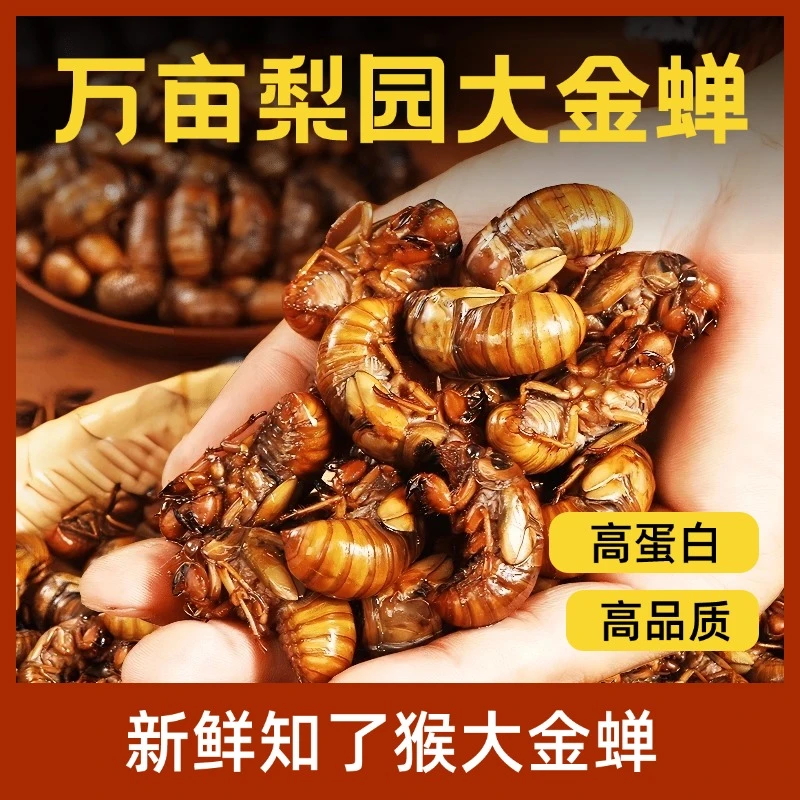 正宗山东知了结了龟高蛋白鲜活速冻顺丰包邮3.5g-4.5g火锅食材