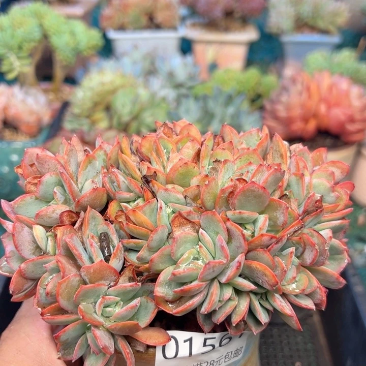 幸运的是我的朋友