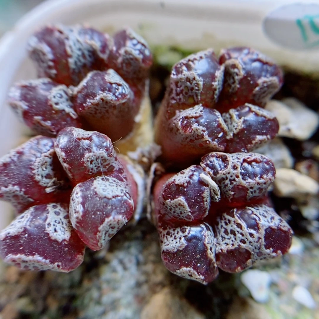 生石花花花花花花花花499